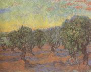 Vincent Van Gogh Olive Grove:Orange Sky (nn04) painting